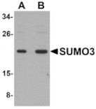Western blot - SUMO3 Antibody from Signalway Antibody (25118) - Antibodies.com