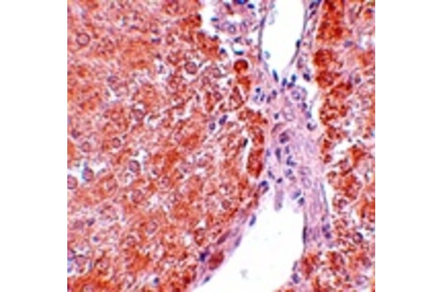 Immunohistochemistry - SUMO3 Antibody from Signalway Antibody (25118) - Antibodies.com