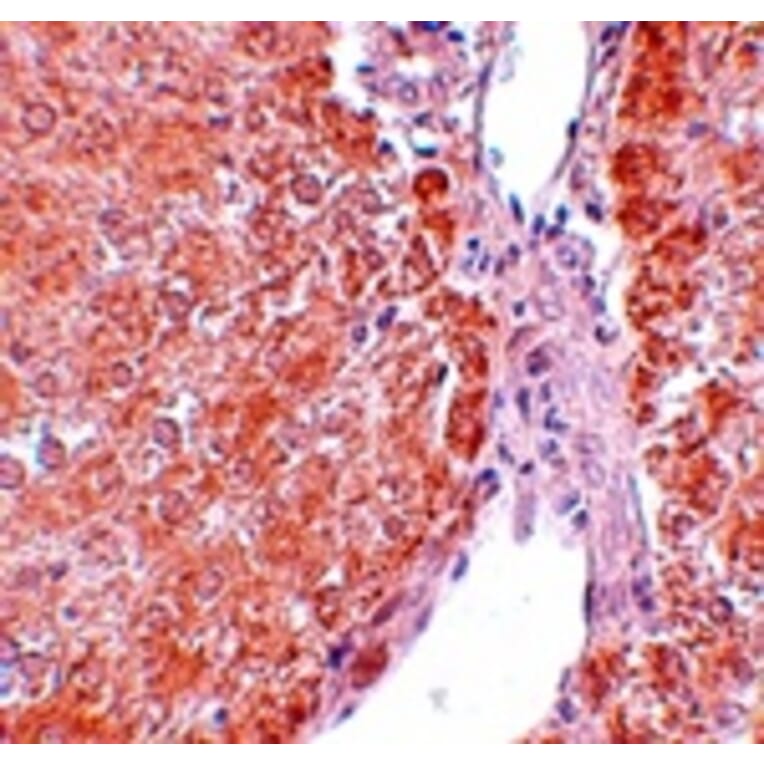 Immunohistochemistry - SUMO3 Antibody from Signalway Antibody (25118) - Antibodies.com