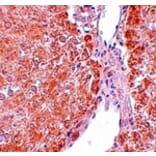 Immunohistochemistry - SUMO3 Antibody from Signalway Antibody (25118) - Antibodies.com