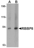 Western blot - RBBP8 Antibody from Signalway Antibody (25120) - Antibodies.com