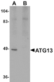 Western blot - ATG13 Antibody from Signalway Antibody (25132) - Antibodies.com