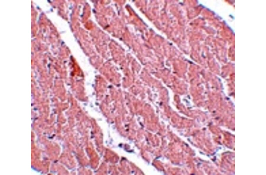 Immunohistochemistry - ATG13 Antibody from Signalway Antibody (25132) - Antibodies.com