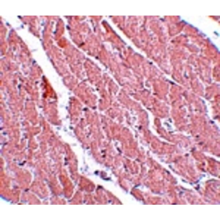 Immunohistochemistry - ATG13 Antibody from Signalway Antibody (25132) - Antibodies.com