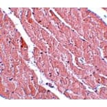Immunohistochemistry - ATG13 Antibody from Signalway Antibody (25132) - Antibodies.com
