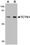 Western blot - TCTN1 Antibody from Signalway Antibody (25148) - Antibodies.com