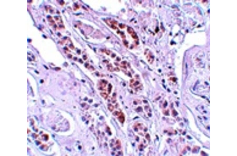Immunohistochemistry - TCTN1 Antibody from Signalway Antibody (25148) - Antibodies.com