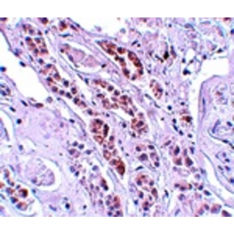 Immunohistochemistry - TCTN1 Antibody from Signalway Antibody (25148) - Antibodies.com