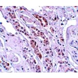 Immunohistochemistry - TCTN1 Antibody from Signalway Antibody (25148) - Antibodies.com