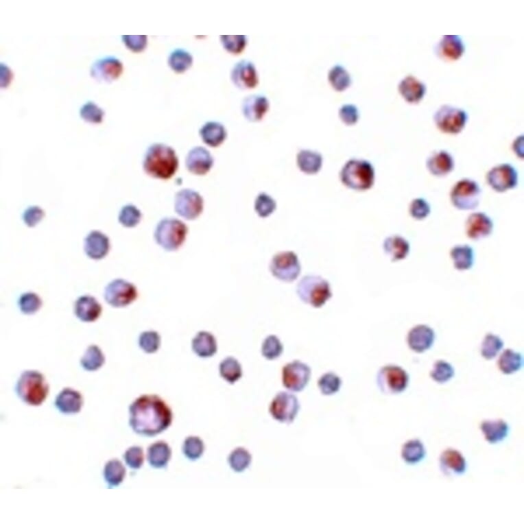 Immunocytochemistry - TCTN3 Antibody from Signalway Antibody (25150) - Antibodies.com