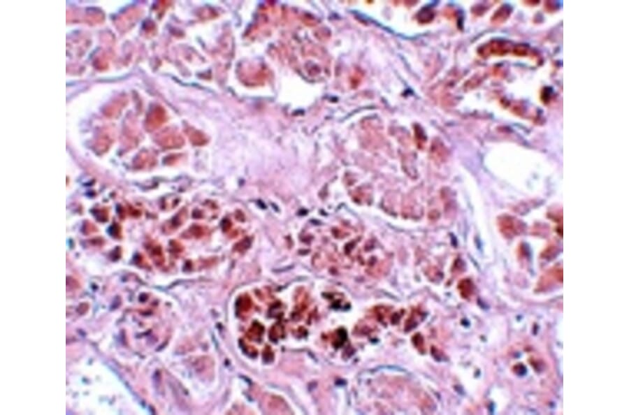 Immunohistochemistry - SCRN1 Antibody from Signalway Antibody (25154) - Antibodies.com