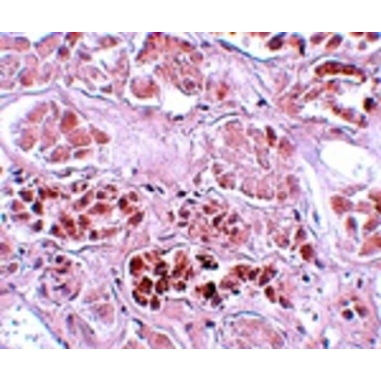 Immunohistochemistry - SCRN1 Antibody from Signalway Antibody (25154) - Antibodies.com