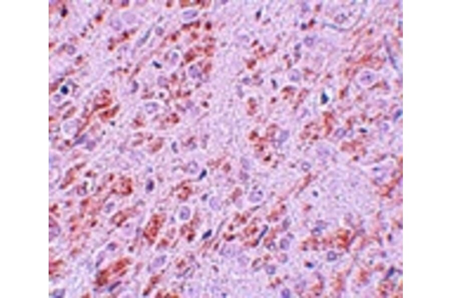 Immunohistochemistry - VENTX Antibody from Signalway Antibody (25161) - Antibodies.com