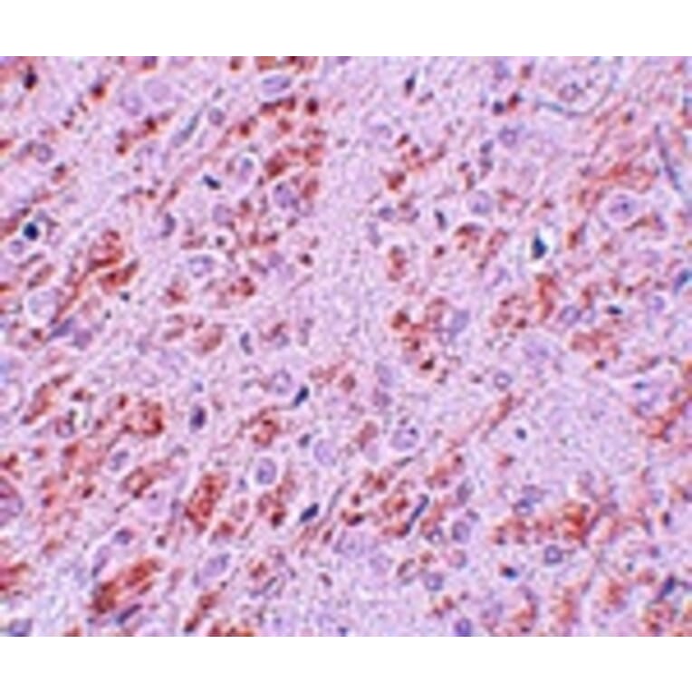 Immunohistochemistry - VENTX Antibody from Signalway Antibody (25161) - Antibodies.com