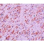 Immunohistochemistry - VENTX Antibody from Signalway Antibody (25161) - Antibodies.com
