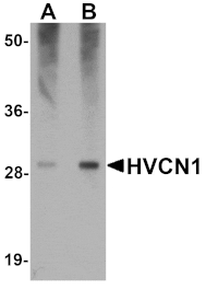 Western blot - HVCN1 Antibody from Signalway Antibody (25166) - Antibodies.com