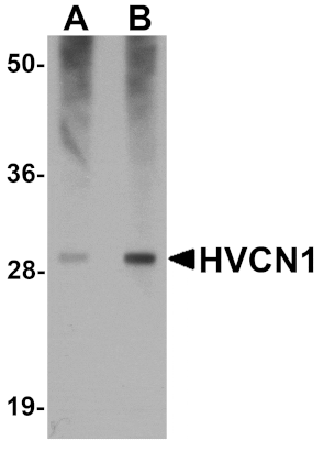 Western blot - HVCN1 Antibody from Signalway Antibody (25166) - Antibodies.com