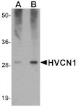 Western blot - HVCN1 Antibody from Signalway Antibody (25166) - Antibodies.com