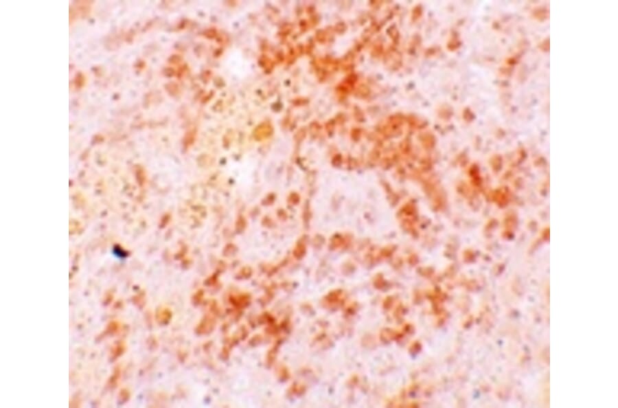 Immunohistochemistry - HVCN1 Antibody from Signalway Antibody (25166) - Antibodies.com