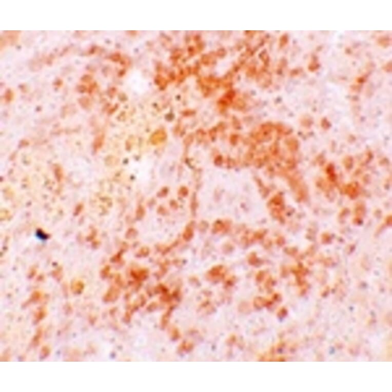 Immunohistochemistry - HVCN1 Antibody from Signalway Antibody (25166) - Antibodies.com