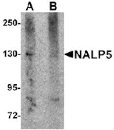 Western blot - NALP5 Antibody from Signalway Antibody (25180) - Antibodies.com