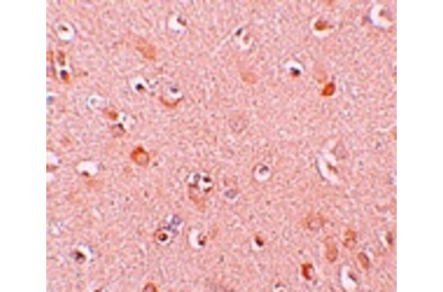 Immunohistochemistry - NALP5 Antibody from Signalway Antibody (25180) - Antibodies.com