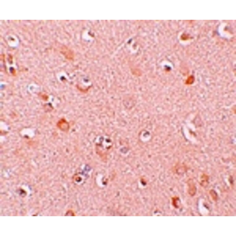 Immunohistochemistry - NALP5 Antibody from Signalway Antibody (25180) - Antibodies.com