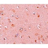 Immunohistochemistry - NALP5 Antibody from Signalway Antibody (25180) - Antibodies.com