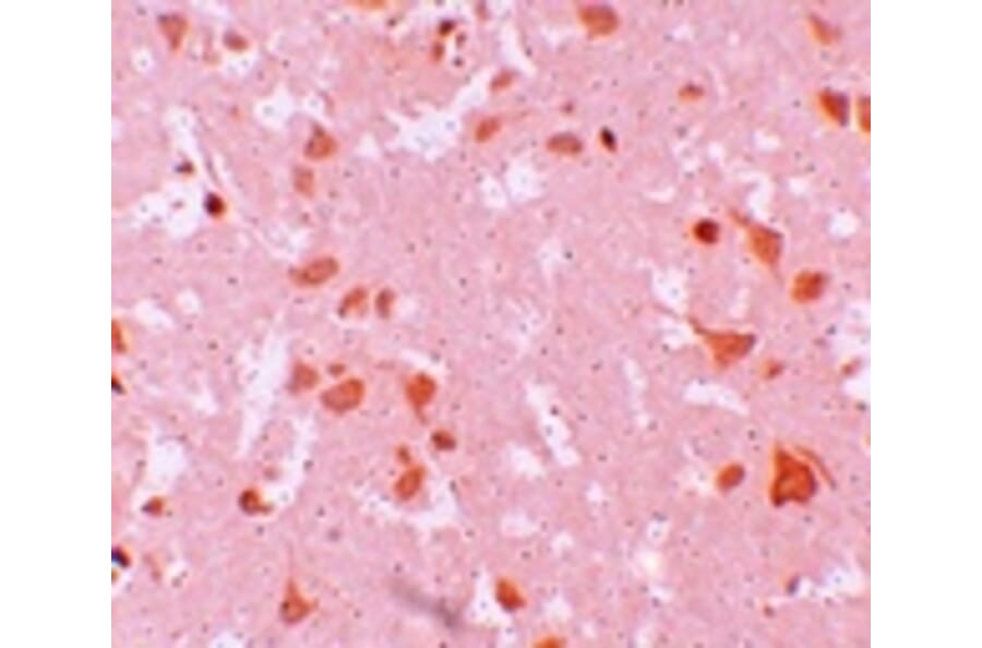 Immunohistochemistry - NALP7 Antibody from Signalway Antibody (25182) - Antibodies.com