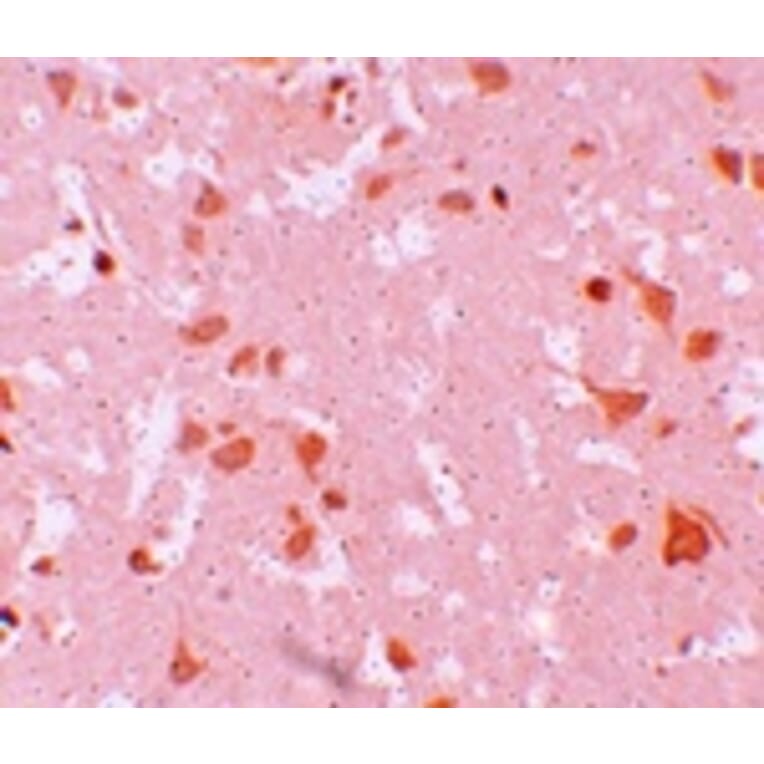 Immunohistochemistry - NALP7 Antibody from Signalway Antibody (25182) - Antibodies.com