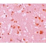 Immunohistochemistry - NALP7 Antibody from Signalway Antibody (25182) - Antibodies.com