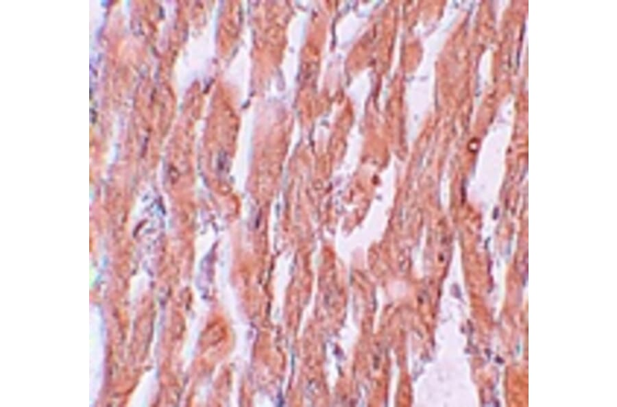 Immunohistochemistry - KPNA2 Antibody from Signalway Antibody (25192) - Antibodies.com