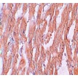 Immunohistochemistry - KPNA2 Antibody from Signalway Antibody (25192) - Antibodies.com