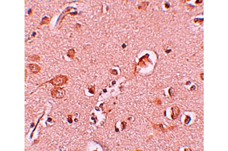 Immunohistochemistry - STAU1 Antibody from Signalway Antibody (25197) - Antibodies.com