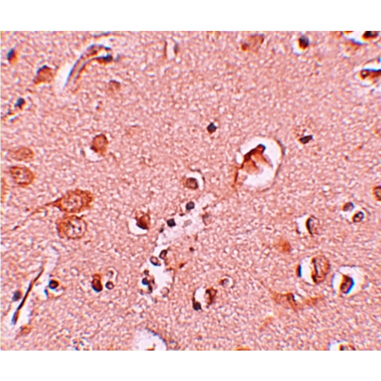 Immunohistochemistry - STAU1 Antibody from Signalway Antibody (25197) - Antibodies.com