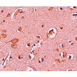 Immunohistochemistry - STAU1 Antibody from Signalway Antibody (25197) - Antibodies.com
