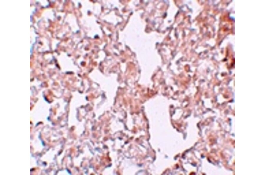 Immunohistochemistry - MFSD1 Antibody from Signalway Antibody (25207) - Antibodies.com