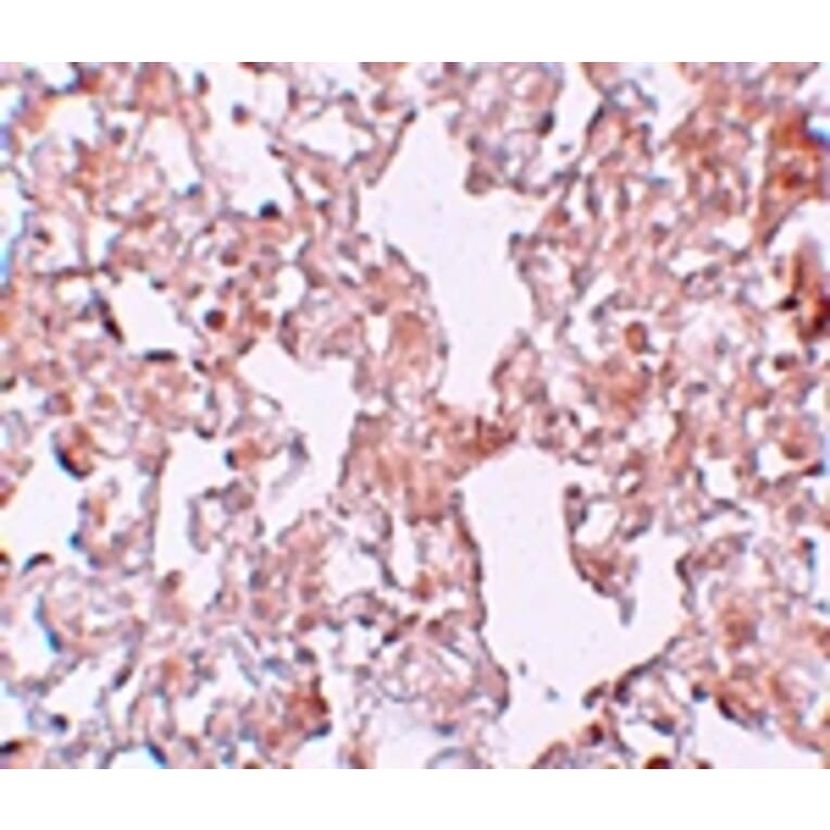 Immunohistochemistry - MFSD1 Antibody from Signalway Antibody (25207) - Antibodies.com