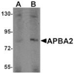 Western blot - APBA2 Antibody from Signalway Antibody (25212) - Antibodies.com