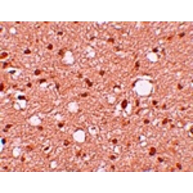 Immunohistochemistry - APBA2 Antibody from Signalway Antibody (25212) - Antibodies.com