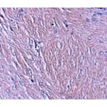 Immunohistochemistry - SYNPO Antibody from Signalway Antibody (25217) - Antibodies.com