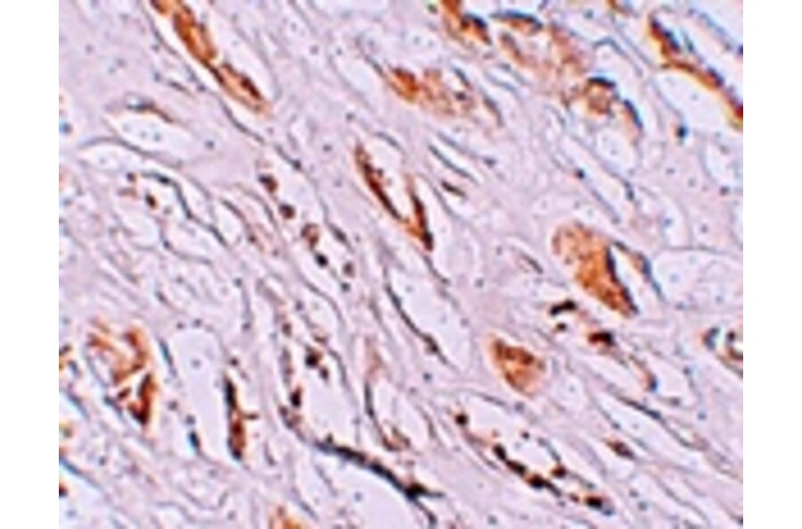 Immunohistochemistry - PEAR1 Antibody from Signalway Antibody (25220) - Antibodies.com