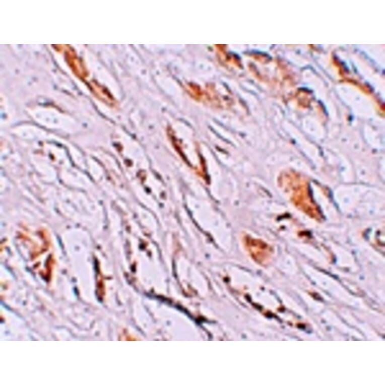 Immunohistochemistry - PEAR1 Antibody from Signalway Antibody (25220) - Antibodies.com