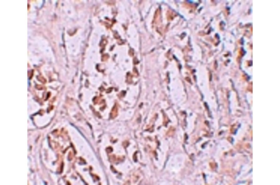 Immunohistochemistry - STOX2 Antibody from Signalway Antibody (25222) - Antibodies.com