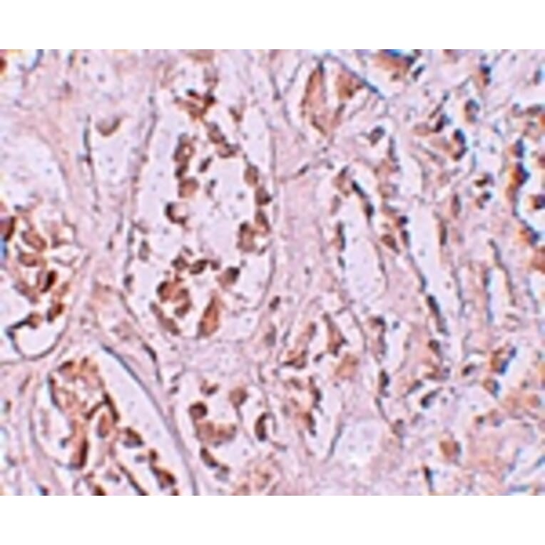 Immunohistochemistry - STOX2 Antibody from Signalway Antibody (25222) - Antibodies.com