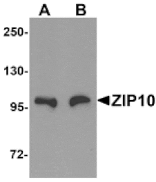 Western blot - ZIP10 Antibody from Signalway Antibody (25233) - Antibodies.com