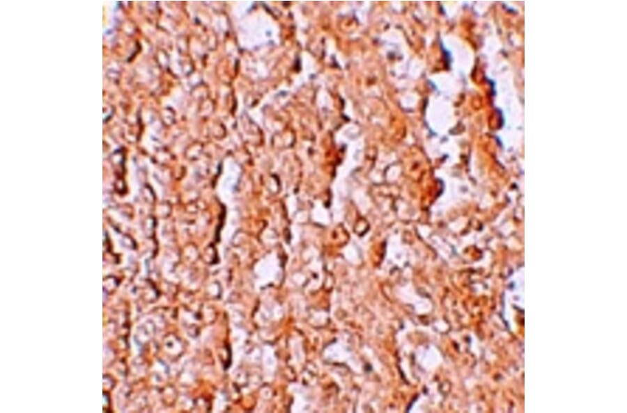 Immunohistochemistry - ZIP10 Antibody from Signalway Antibody (25233) - Antibodies.com