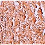 Immunohistochemistry - ZIP10 Antibody from Signalway Antibody (25233) - Antibodies.com