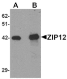Western blot - ZIP12 Antibody from Signalway Antibody (25234) - Antibodies.com