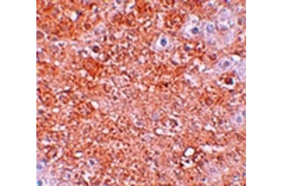 Immunohistochemistry - ZIP12 Antibody from Signalway Antibody (25234) - Antibodies.com